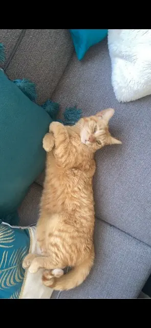 chatte lost   11200 Lézignan-Corbières Dixie