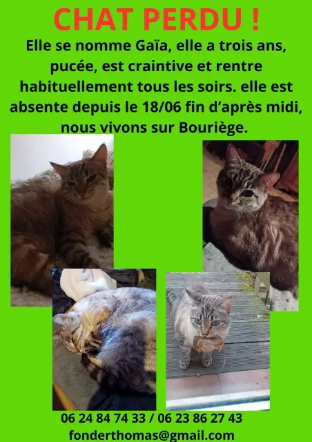 chatte lost   11300 Bouriège Gaia