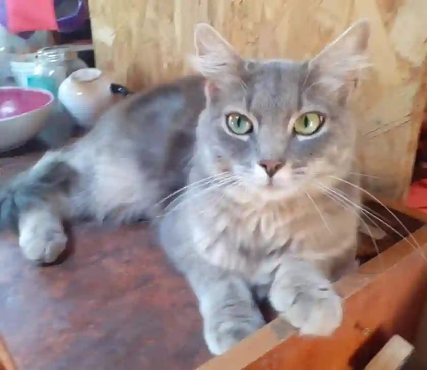 Chatte Perdue 11 Aude - Grizette Chatte Perdue 11 Aude - Grizette