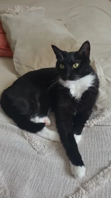 chatte lost   11590 Ouveillan Heidi