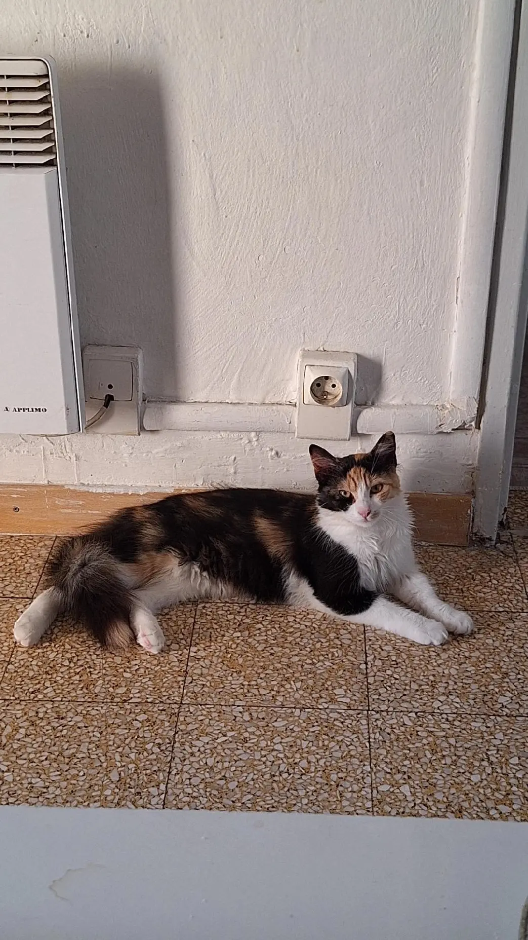 Chatte Perdue 11 Aude - Kedi