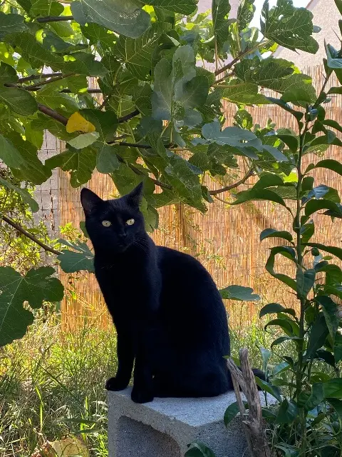 chatte lost   11590 Ouveillan Krokette