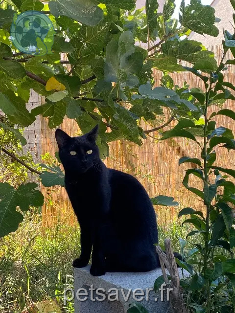 chatte perdue 11590 Ouveillan Krokette chatte lost 11590 Ouveillan Krokette