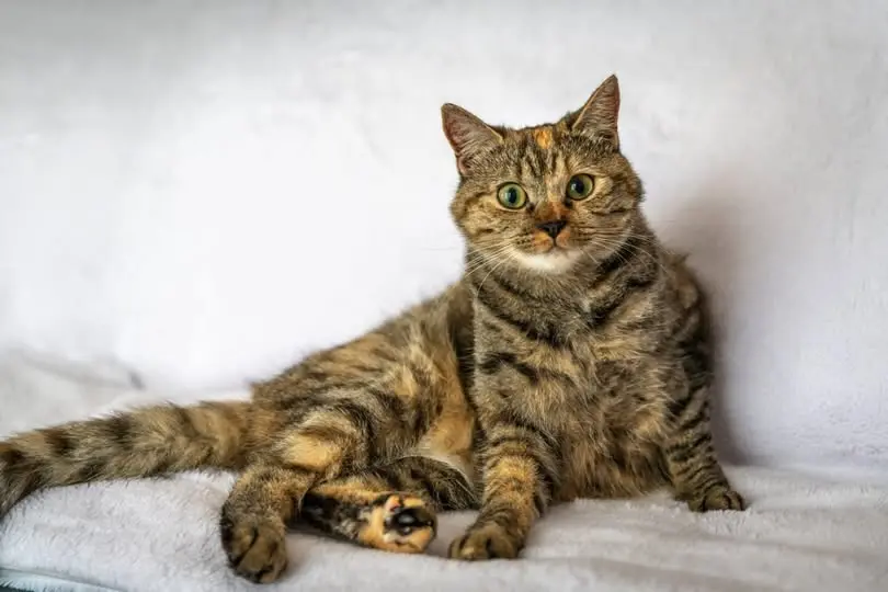 Chatte Perdue 11 Aude - Lili Chatte Perdue 11 Aude - Lili