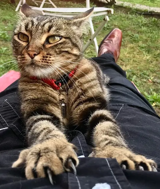 chatte lost   11400 Castelnaudary Little