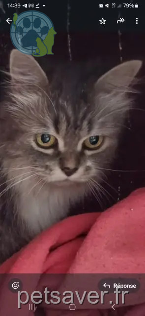 chatte perdue 11100 Narbonne LUNA chatte lost 11100 Narbonne LUNA