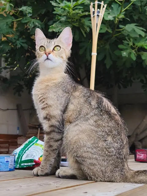 chatte lost   11100 Bages Mioumiou
