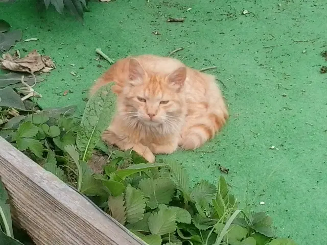 chatte lost   11800 Trèbes Mirabelle