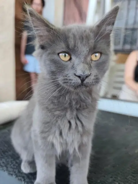 chatte lost   11000 Carcassonne Moon