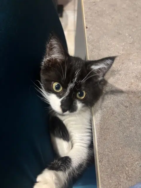 chatte lost   11100 Narbonne Mysti