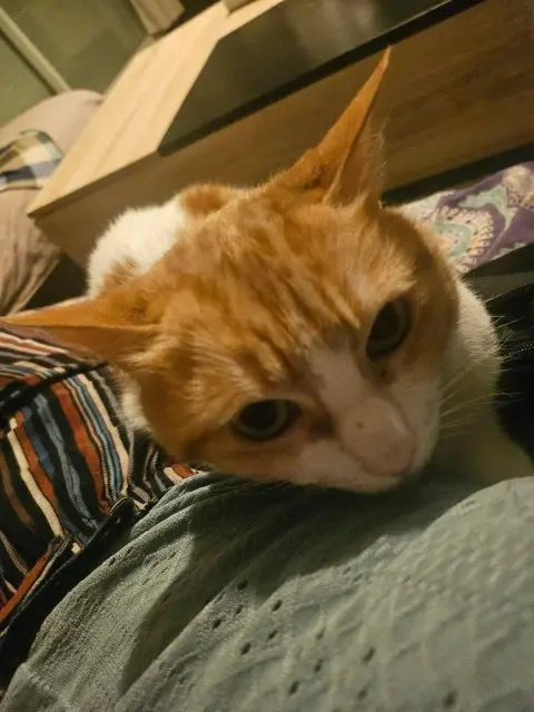 chatte lost   11200 Luc-sur-Orbieu Nala