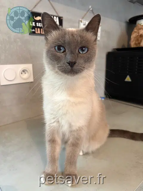 kat vermist 11250 Saint-Hilaire Ninou kat lost 11250 Saint-Hilaire Ninou