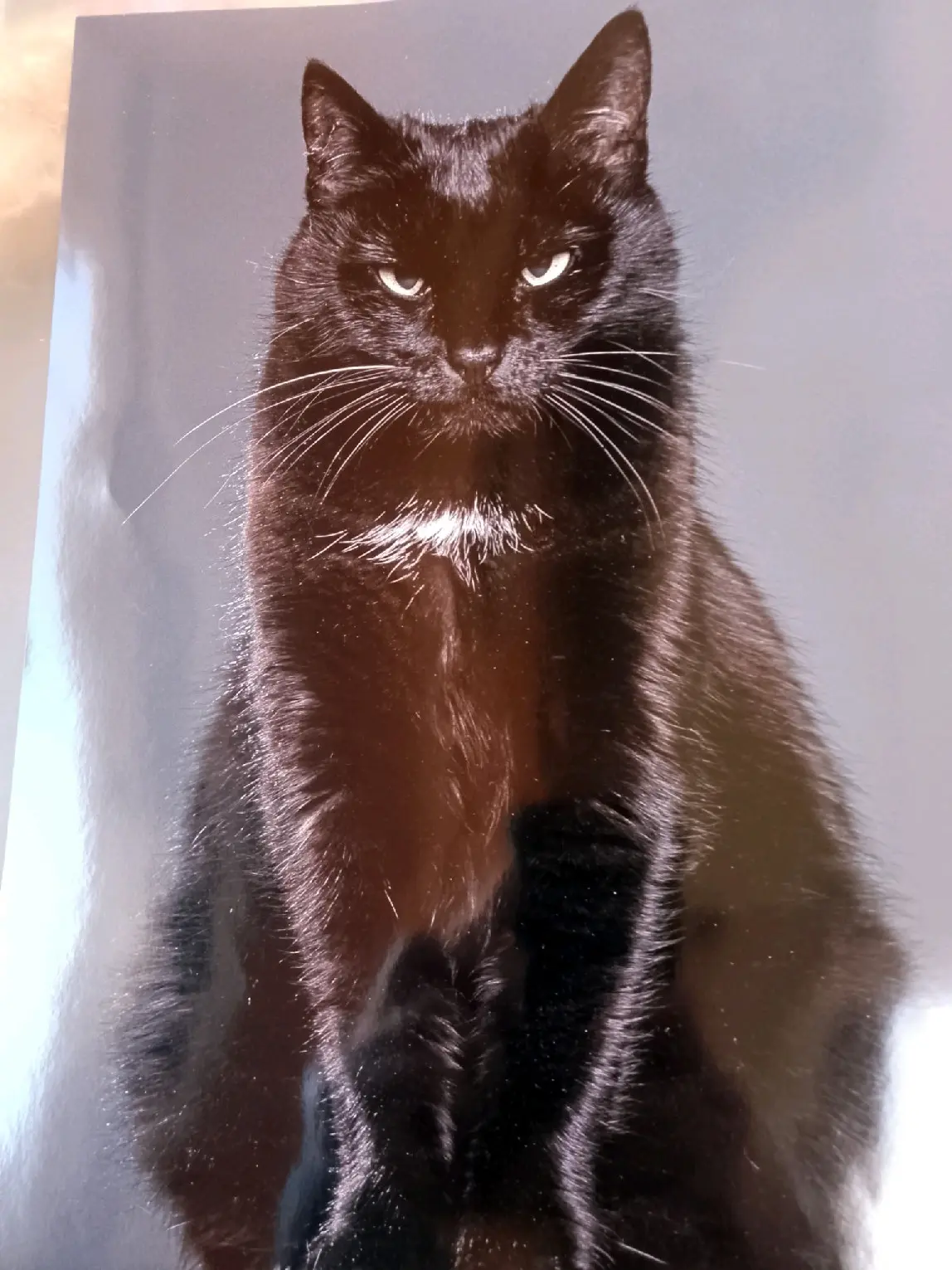 Chatte Perdue 11 Aude Chatte Perdue 11 Aude