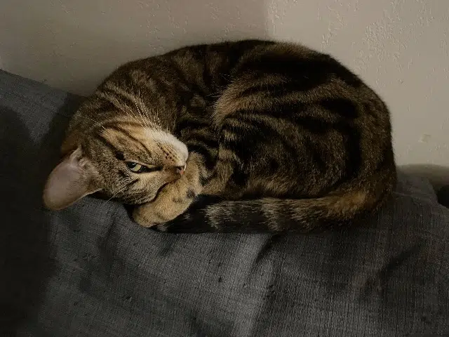 chatte lost   11000 Carcassonne Opale