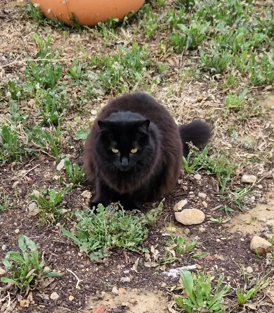 chatte perdue 11200 Argens-Minervois Peluche chatte lost 11200 Argens-Minervois Peluche