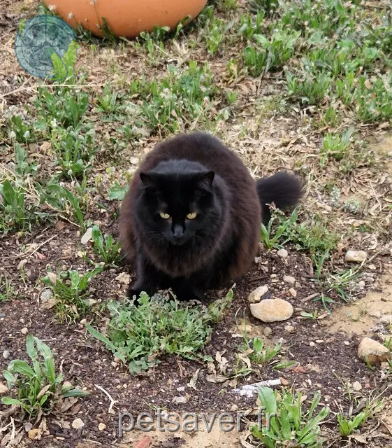 gata perdida 11200 Argens-Minervois Peluche gata lost 11200 Argens-Minervois Peluche