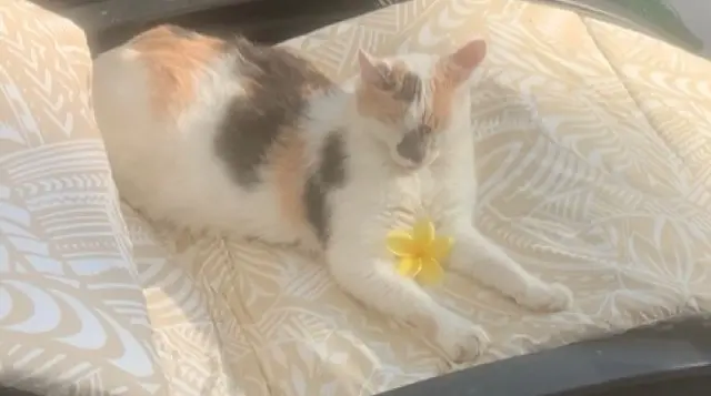 chatte lost   11290 Alairac Poe