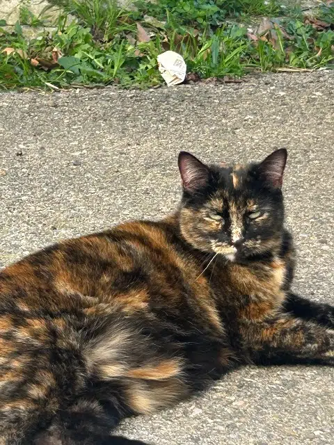 chatte lost   11200 Fabrezan Pépite