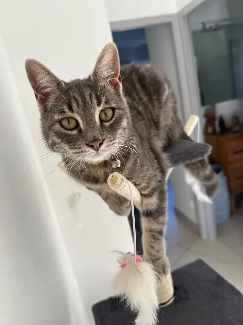 chatte lost   11200 Saint-André-de-Roquelongue Rita
