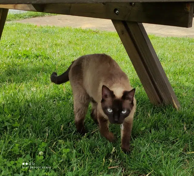 chatte lost   11120 Mirepeisset Romy