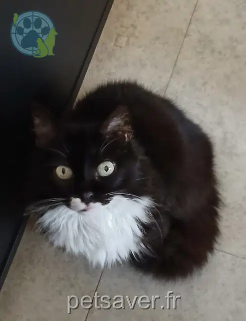 chatte lost   11200 Lézignan-Corbières Sanka