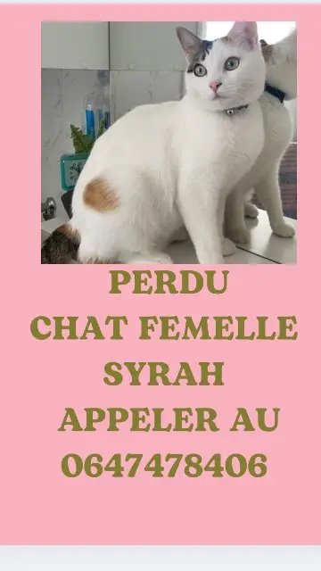 chatte lost   11100 Narbonne Syrah