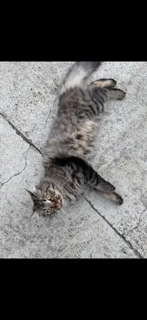 chatte lost   11000 Carcassonne Vicky