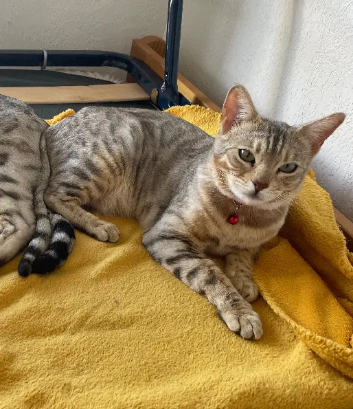 Chatte Perdue 11 Aude Chatte Perdue 11 Aude