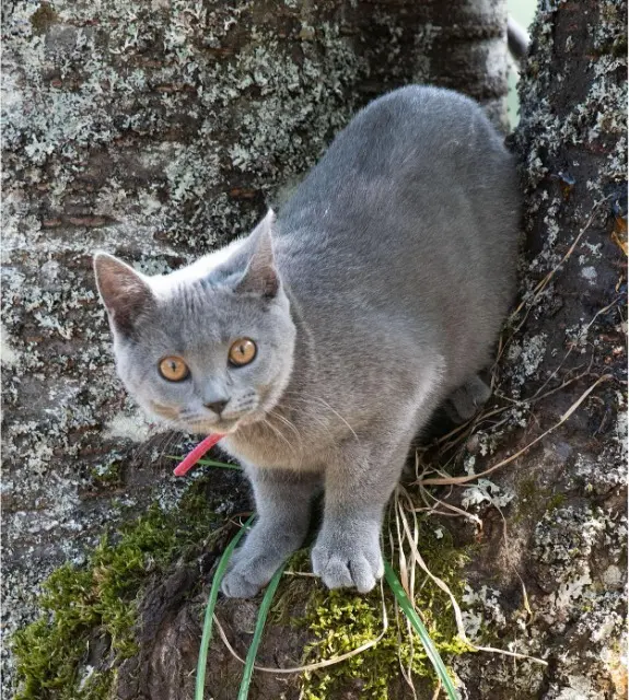 chatte lost   12190 Le Nayrac Ana