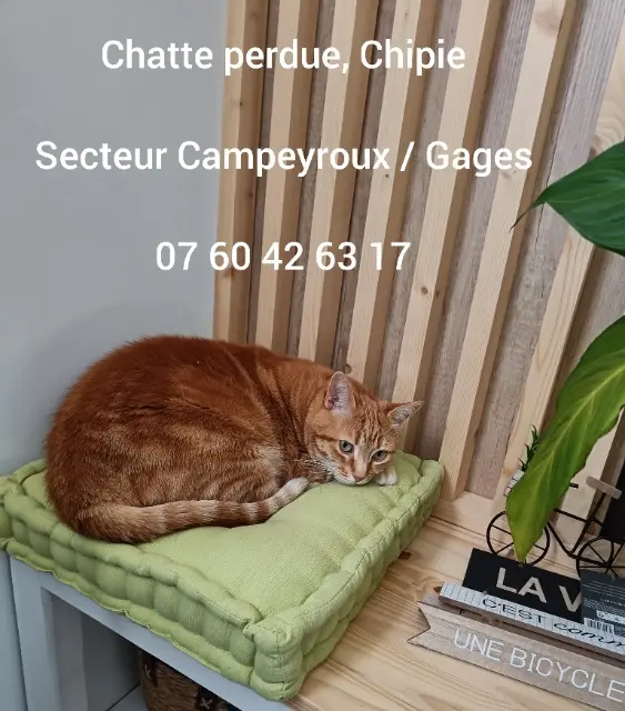 chatte lost   12740 La Loubière Chipie