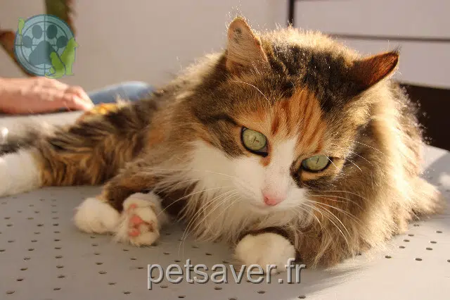 chatte lost   12330 Marcillac-Vallon Chouquette