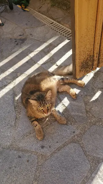 Chatte Perdue 12 Aveyron - Clochette Chatte Perdue 12 Aveyron - Clochette