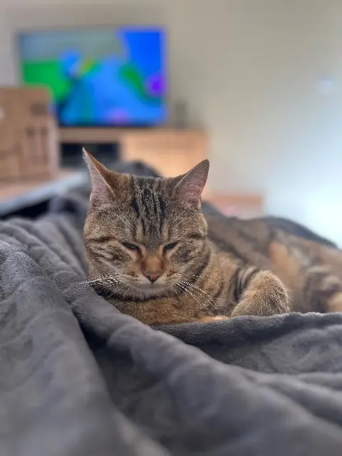 chatte lost   12320 Conques-en-Rouergue Naya