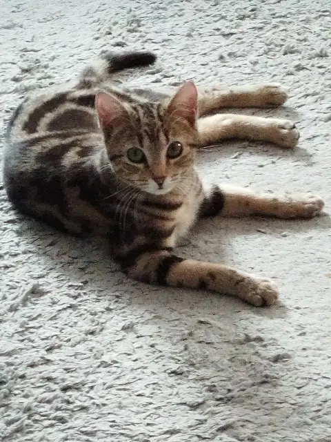 chatte lost   12100 Millau Daisy