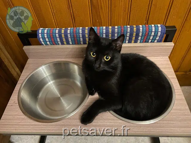 gata lost   12440 Lescure-Jaoul Gypsie