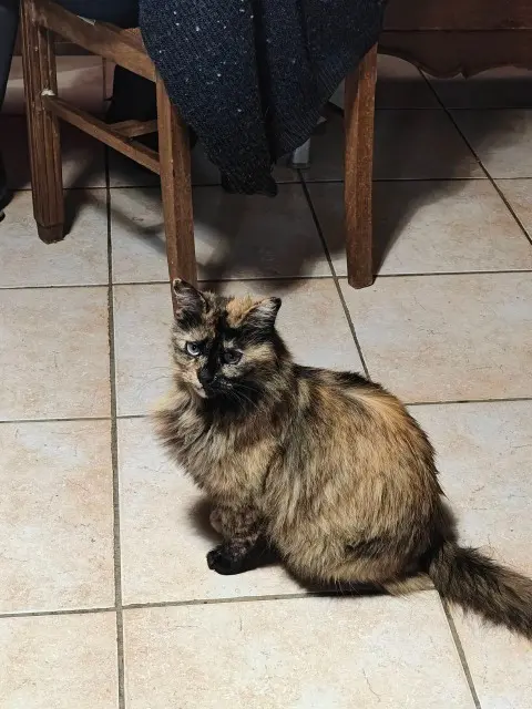chatte lost   12600 Thérondels Gypsy