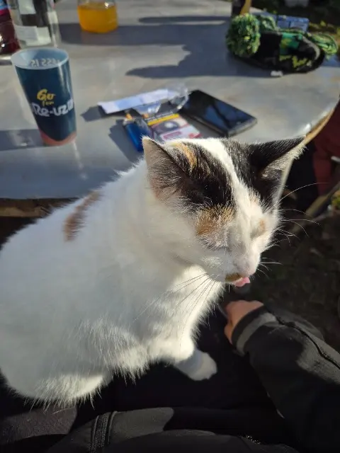 chatte lost   12520 Paulhe Harley