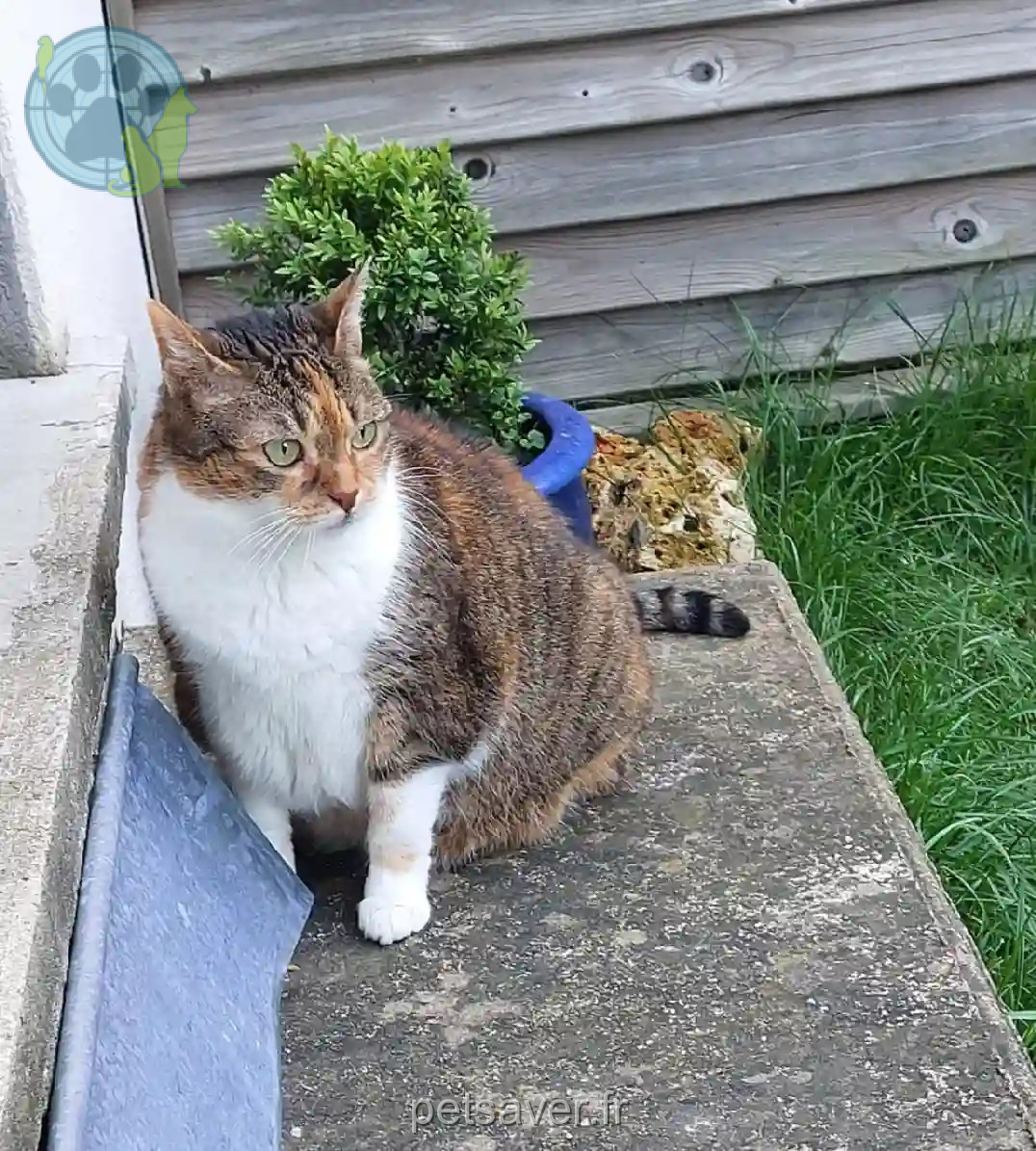 Chatte Perdue 12 Aveyron Le Bas Ségala Chatte Perdue 12 Aveyron Le Bas Ségala