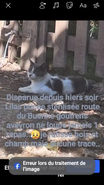 chatte lost   12390 Goutrens Lilas