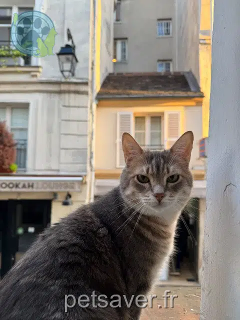 chatte lost 12120 Salmiech Molly