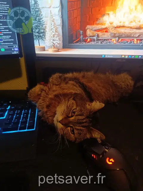 kat lost   12300 Bouillac Nala