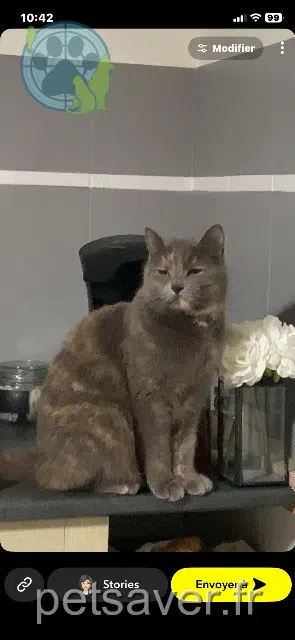Katze lost   12350 Maleville Nala