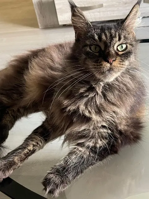 chatte lost   12700 Capdenac-Gare Noiraude