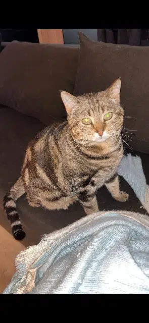 chatte lost   12390 Rignac Octavia