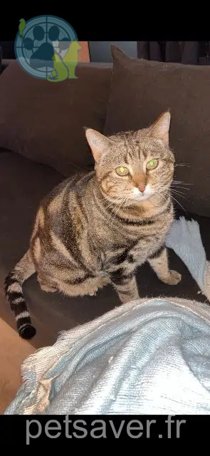 cat lost 12390 Rignac Octavia cat lost 12390 Rignac Octavia