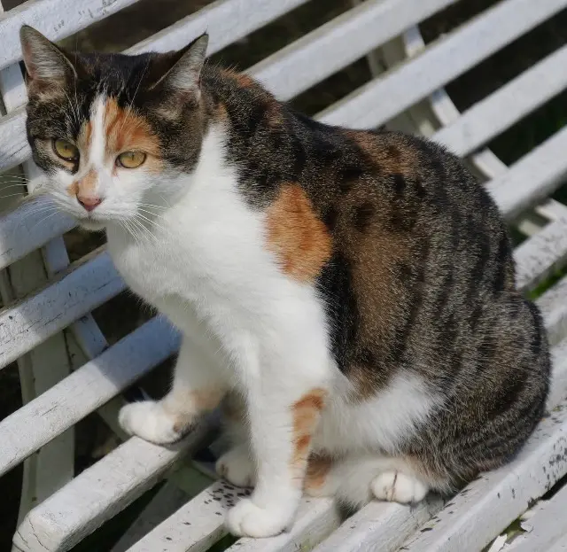 chatte lost   12500 Espalion Pomponette