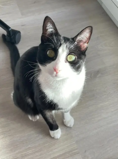 chatte lost   12000 Rodez Quinny