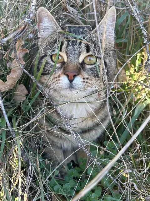 chatte lost   12300 Decazeville Rafia