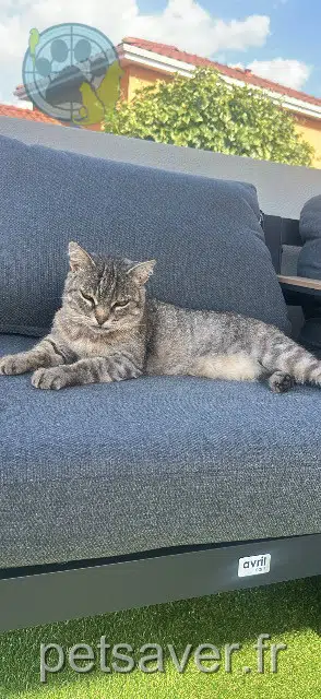 chatte lost   12100 Millau Sissy