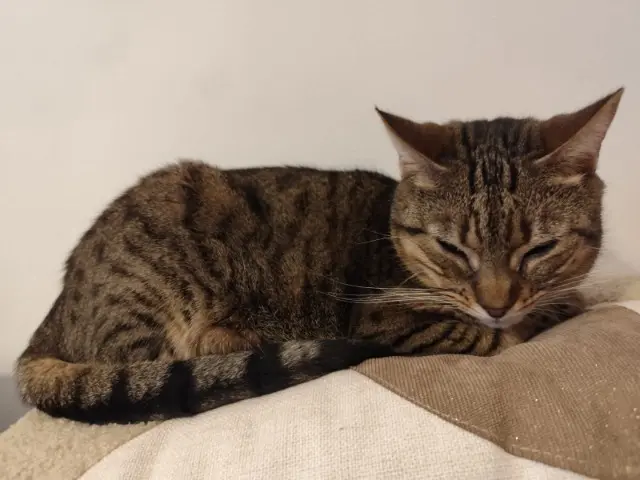 chatte lost   12150 Sévérac d'Aveyron Baliste